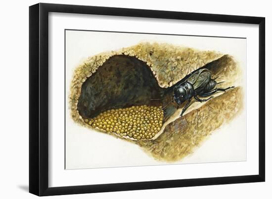 Field Cricket Gryllus Campestris-null-Framed Giclee Print