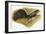 Field Cricket Gryllus Campestris-null-Framed Giclee Print