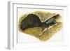 Field Cricket Gryllus Campestris-null-Framed Giclee Print