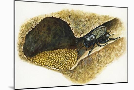 Field Cricket Gryllus Campestris-null-Mounted Giclee Print