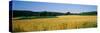 Field Crop, Maryland, USA-null-Stretched Canvas