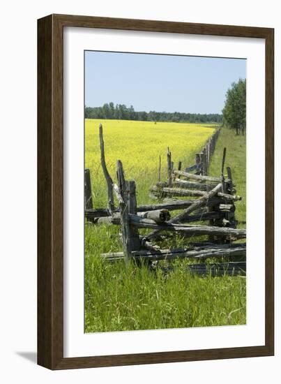 Field Fences, Manitoulin Island, Ontario, Canada-Natalie Tepper-Framed Photo