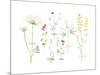 Field Flower Composite-null-Mounted Giclee Print