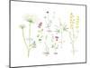 Field Flower Composite-null-Mounted Giclee Print