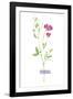 Field Flower II-null-Framed Giclee Print