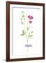 Field Flower II-null-Framed Giclee Print