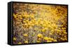 Field Flowers/Buttercup-Curioso Travel Photography-Framed Stretched Canvas