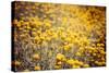 Field Flowers/Buttercup-Curioso Travel Photography-Stretched Canvas