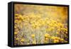 Field Flowers/Buttercup-Curioso Travel Photography-Framed Stretched Canvas