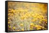 Field Flowers/Buttercup-Curioso Travel Photography-Framed Stretched Canvas