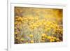 Field Flowers/Buttercup-Curioso Travel Photography-Framed Photographic Print