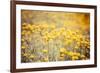 Field Flowers/Buttercup-Curioso Travel Photography-Framed Photographic Print