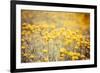 Field Flowers/Buttercup-Curioso Travel Photography-Framed Photographic Print