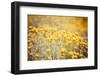 Field Flowers/Buttercup-Curioso Travel Photography-Framed Photographic Print