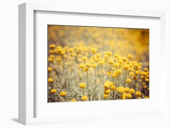 Field Flowers/Buttercup-Curioso Travel Photography-Framed Photographic Print