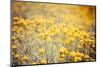 Field Flowers/Buttercup-Curioso Travel Photography-Mounted Photographic Print