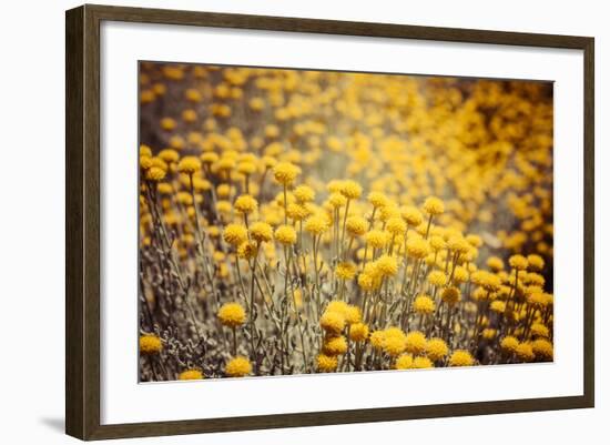 Field Flowers/Buttercup-Curioso Travel Photography-Framed Photographic Print