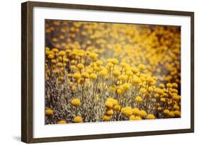 Field Flowers/Buttercup-Curioso Travel Photography-Framed Photographic Print