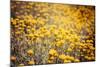 Field Flowers/Buttercup-Curioso Travel Photography-Mounted Photographic Print