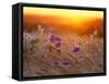 Field Flowers in Corn Field Barley Field-null-Framed Stretched Canvas