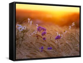 Field Flowers in Corn Field Barley Field-null-Framed Stretched Canvas