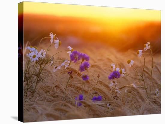 Field Flowers in Corn Field Barley Field-null-Stretched Canvas