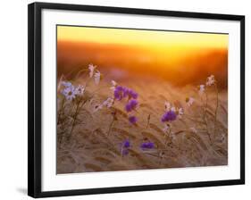 Field Flowers in Corn Field Barley Field-null-Framed Photographic Print