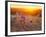 Field Flowers in Corn Field Barley Field-null-Framed Photographic Print