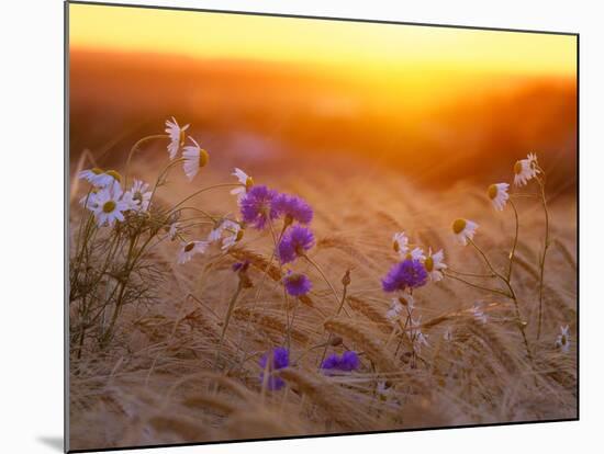 Field Flowers in Corn Field Barley Field-null-Mounted Photographic Print