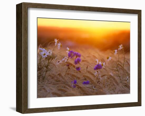 Field Flowers in Corn Field Barley Field-null-Framed Photographic Print