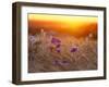 Field Flowers in Corn Field Barley Field-null-Framed Photographic Print