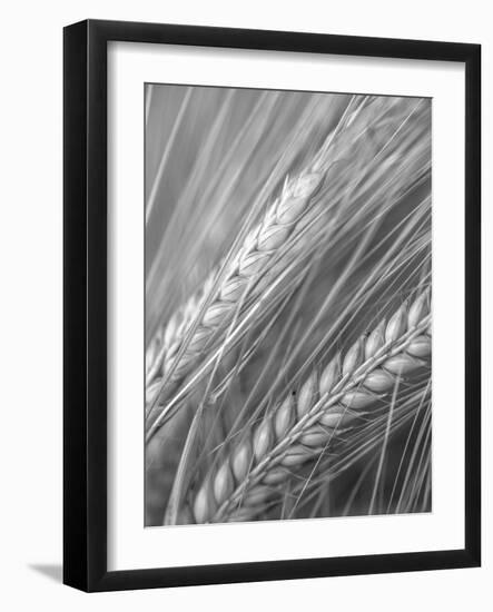 Field Focus-Assaf Frank-Framed Giclee Print