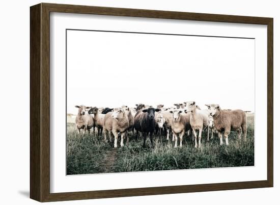 Field Full of Sheep-Krista Mosakowski-Framed Art Print