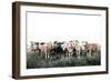 Field Full of Sheep-Krista Mosakowski-Framed Art Print