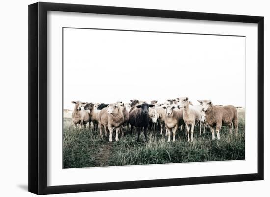 Field Full of Sheep-Krista Mosakowski-Framed Art Print