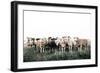 Field Full of Sheep-Krista Mosakowski-Framed Art Print