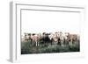 Field Full of Sheep-Krista Mosakowski-Framed Art Print