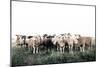 Field Full of Sheep-Krista Mosakowski-Mounted Art Print