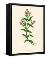 'Field Gentian', c1891, (1891)-Anne Pratt-Framed Stretched Canvas