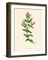 'Field Gentian', c1891, (1891)-Anne Pratt-Framed Giclee Print