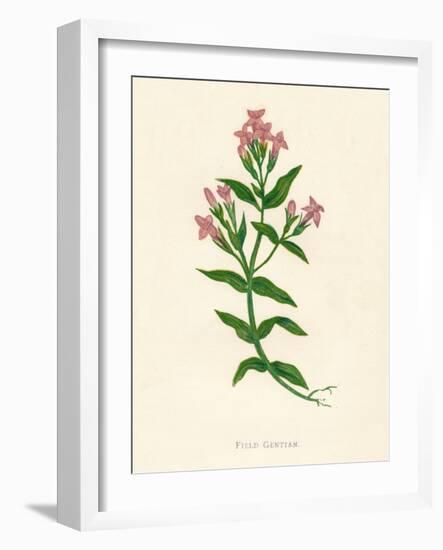 'Field Gentian', c1891, (1891)-Anne Pratt-Framed Giclee Print