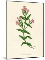 'Field Gentian', c1891, (1891)-Anne Pratt-Mounted Giclee Print