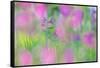 Field gladiolus flowering in meadow, Cyprus-Edwin Giesbers-Framed Stretched Canvas