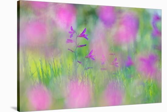 Field gladiolus flowering in meadow, Cyprus-Edwin Giesbers-Stretched Canvas