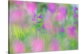 Field gladiolus flowering in meadow, Cyprus-Edwin Giesbers-Stretched Canvas