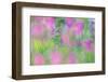 Field gladiolus flowering in meadow, Cyprus-Edwin Giesbers-Framed Photographic Print