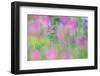 Field gladiolus flowering in meadow, Cyprus-Edwin Giesbers-Framed Photographic Print