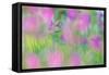 Field gladiolus flowering in meadow, Cyprus-Edwin Giesbers-Framed Stretched Canvas