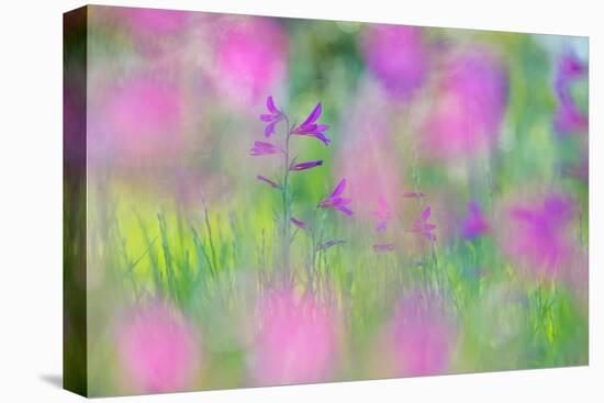 Field gladiolus flowering in meadow, Cyprus-Edwin Giesbers-Stretched Canvas