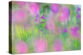 Field gladiolus flowering in meadow, Cyprus-Edwin Giesbers-Stretched Canvas